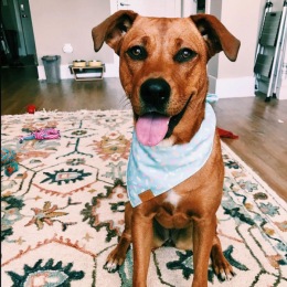 Happy National Dog Rescue Day!! Say hello to a few of the rescues in our community Nellie, Prince, Olimpia, and Nala! #e3apartments #allston #petfriendly #nationaldogrescueday #weloveourpets Instagram post from @e3apts on May 20, 2022 00:00:00am